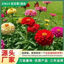 厂家直销百日草花卉种子百日菊步步高混色四季播种庭院花海易种植