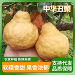 「产地直发」正宗山东烟台中华丑梨新鲜水果软糯多汁太婆梨子代发