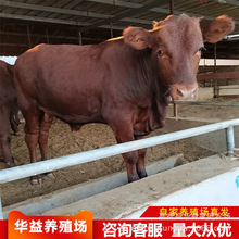 哪里有改良牛犊价格 利木赞牛养殖场 夏洛莱肉牛犊价格