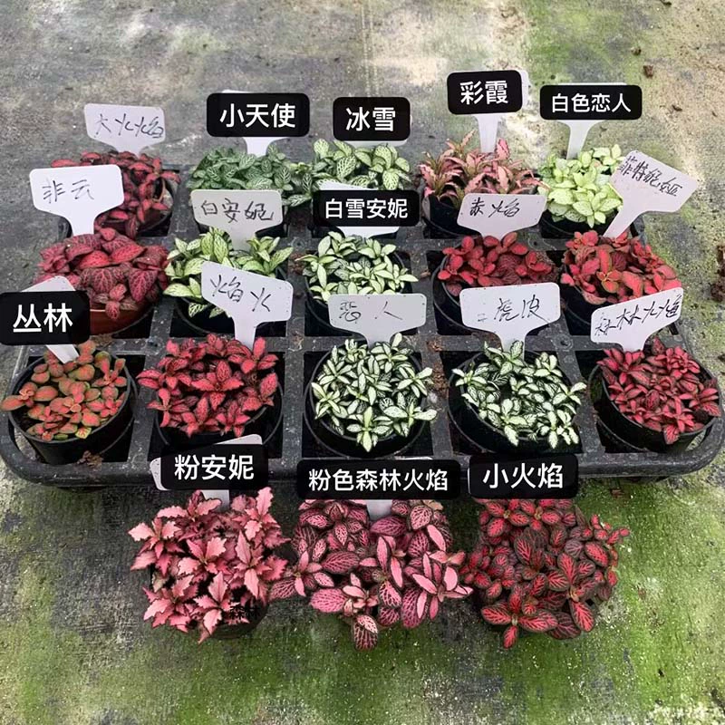 Сетчатая трава мини-горшечные микроландшафтные растения Листовые леса Водный и сухопутный аквариум Экологический аквариум