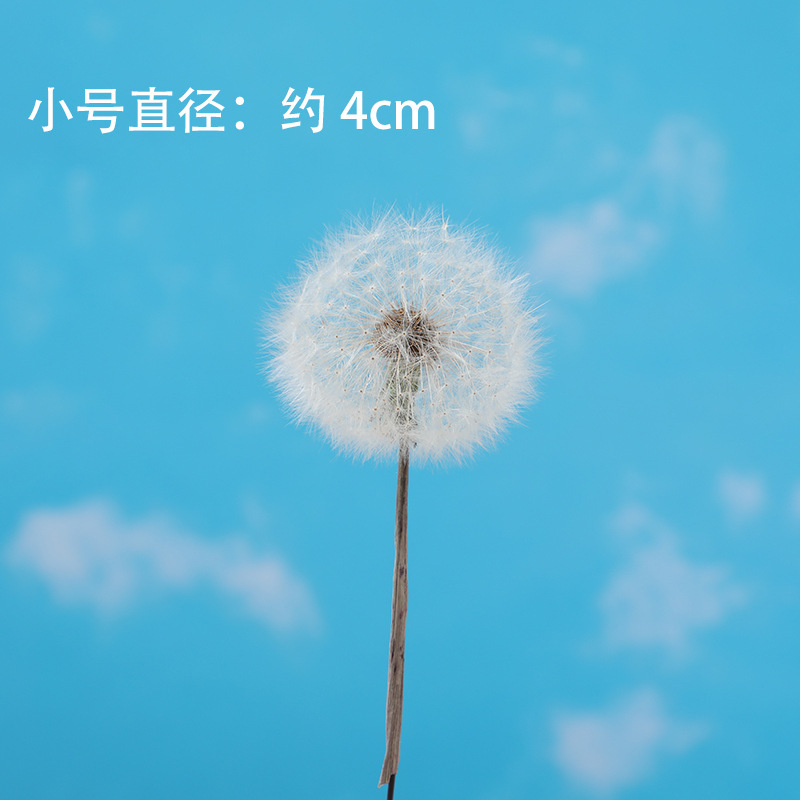 巨大なタンポポドライフラワー不滅の花接着剤原料 diy 装飾花クリエイティブイラスト花瓶写真小道具|undefined