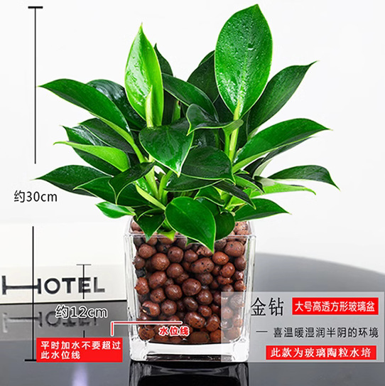 金鑽110 # 【1盆-3顆】(25-30cm+1個方缸+陶粒+營養液)