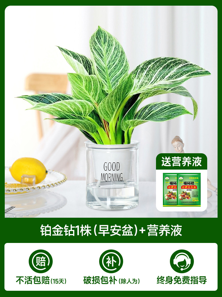 백금 다이아몬드 1개(굿모닝 세면대) + 영양액 2개