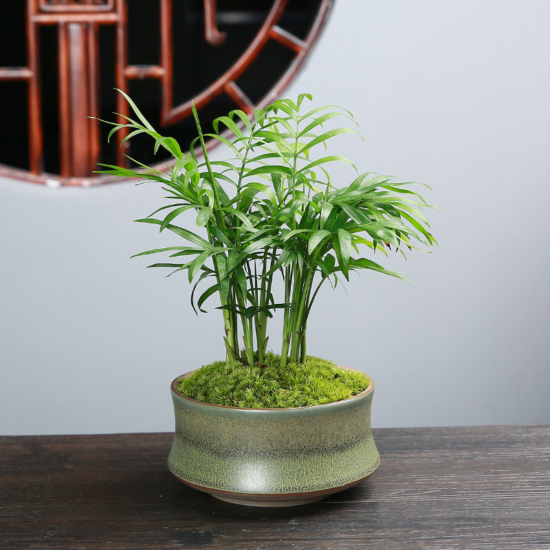 New Chinese Bonsai Bonsai Bonsai Purple Sand Copper Green Glaze Large Fleshy Green Plant Pleurotus Stoneware Breathable Ceramic Kiln Flower Pot