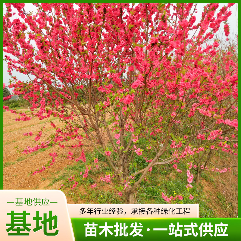 现货供应 半球形红叶碧桃树苗 红色系花叶落叶性重瓣红花碧桃苗