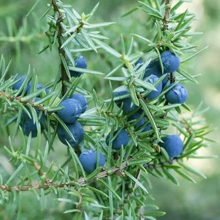 ���ɹ����Ͷ��������s��ȡ�V����춷����o�w��޹��Ȼֲ��ԭ�Ͼ���