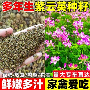 ���Ӣ�N�Ӽ����㶹�S����ޣ���~�����B��t���ݹ��@�ﲥ�G�ʷN��