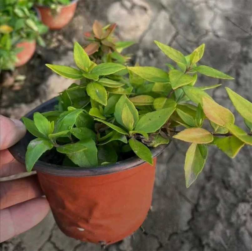 Оптовая большой цветок шесть деревьев маленькая чашка рассада 120 двойной цвет чашка рассада инженерный цветной блок наземный рассада Цветок Цветочные кустарники