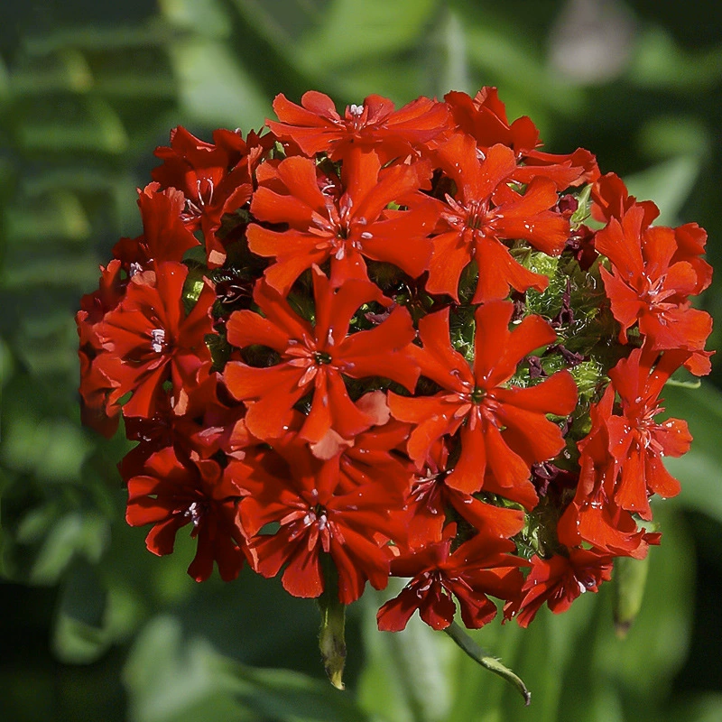 Срезанные семена осенних роз, семена многолетних цветов, срезанные семена осенних роз, легко выращивать в любое время года, семена цветов на балконе во дворе