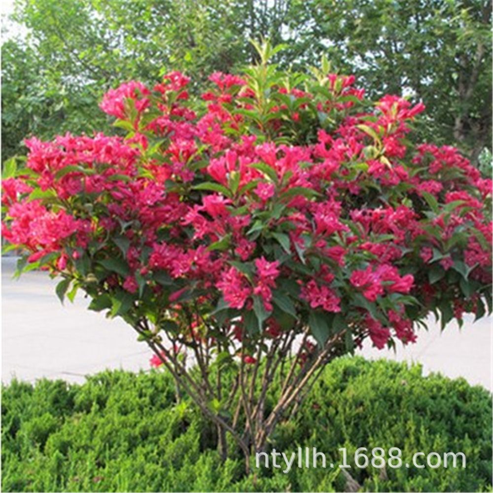 五彩锦带花树苗高杆锦带树红王子别墅庭院耐寒大型绿化风景盆栽苗-阿里巴巴