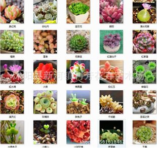 Potted Green Plants, Florals, Sedums, Succulents, Lithops, Succulent Seeds,