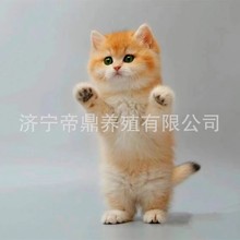 纯种金渐层幼猫ny12色蓝金渐层宠物猫咪活物赛级英短家养小猫幼崽