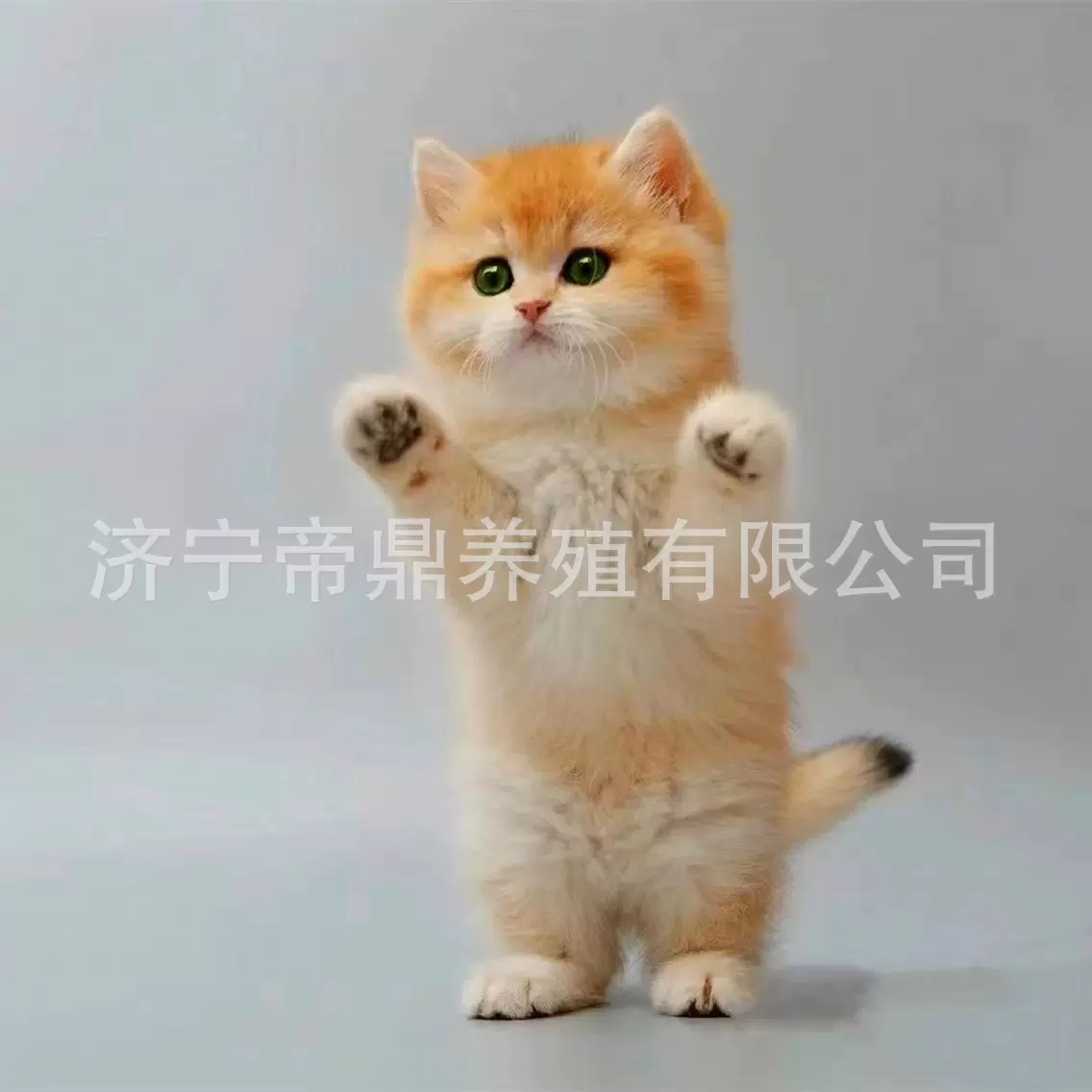 金渐层幼猫活体12色金渐层小猫咪熊版金渐层幼崽蓝金渐层紫金渐层