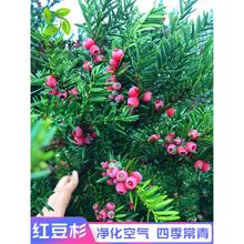 ؁tɼeͥԺͺļLϷYtɼ