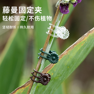 Phalaenopsis Clip Plant Support Clip Orchid Fixed Plastic Clip Molding Iron Branch Clip Vine Plant Styling Clip