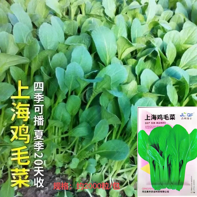 鸡毛菜种子四季播小白菜小青菜小油菜18天易种活阳台盆栽蔬菜种