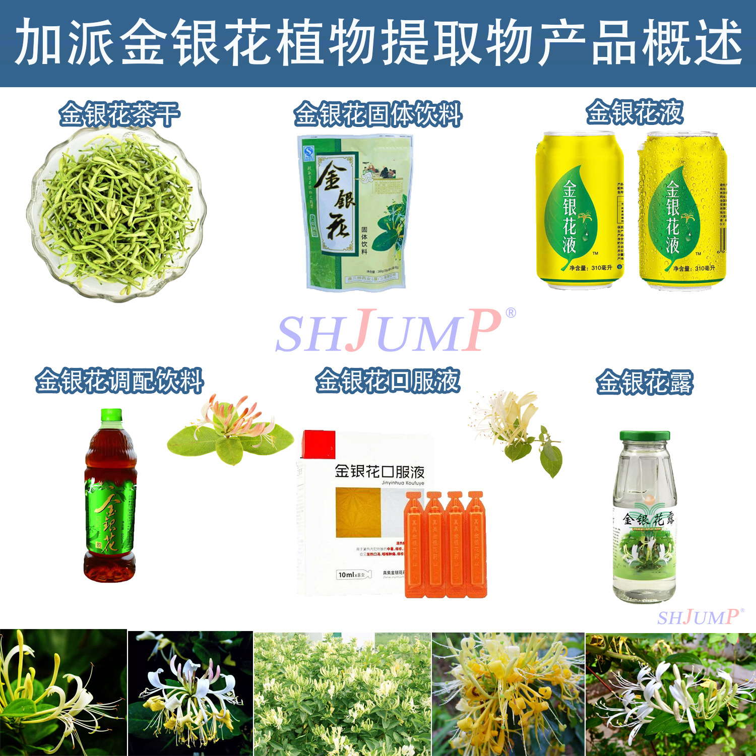 金銀花加工生產(chǎn)線1