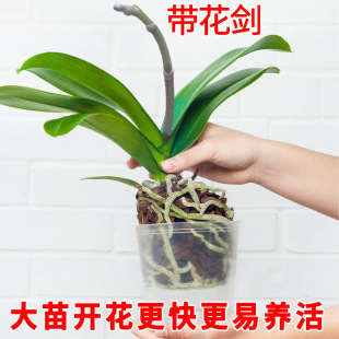 Phalaenopsis Orchid Seedlings with Flower Sword and Buds Potted Orchid Seedlings Living Room Indoor Green Plants Florals All Year Round Florals