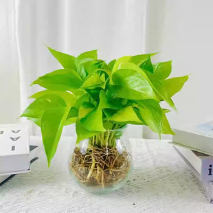 �S���G�}�����҃��k�����������ȩ����ֲ��ˮ����B��