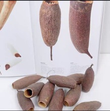 热基帝巴果天然进口植物干果干花家居装饰摆件拍摄道具南美缸造景