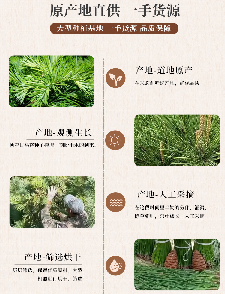 Dried Pine Needle Song Zhen Loose Herbal Tea 500g Traditional Chinese Herb quality and texture