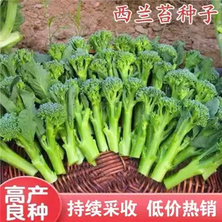西兰苔种子正宗一号种子农科院耐寒四季播种高产种植籽蔬菜