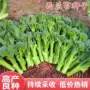 农科院四季播种正宗种子