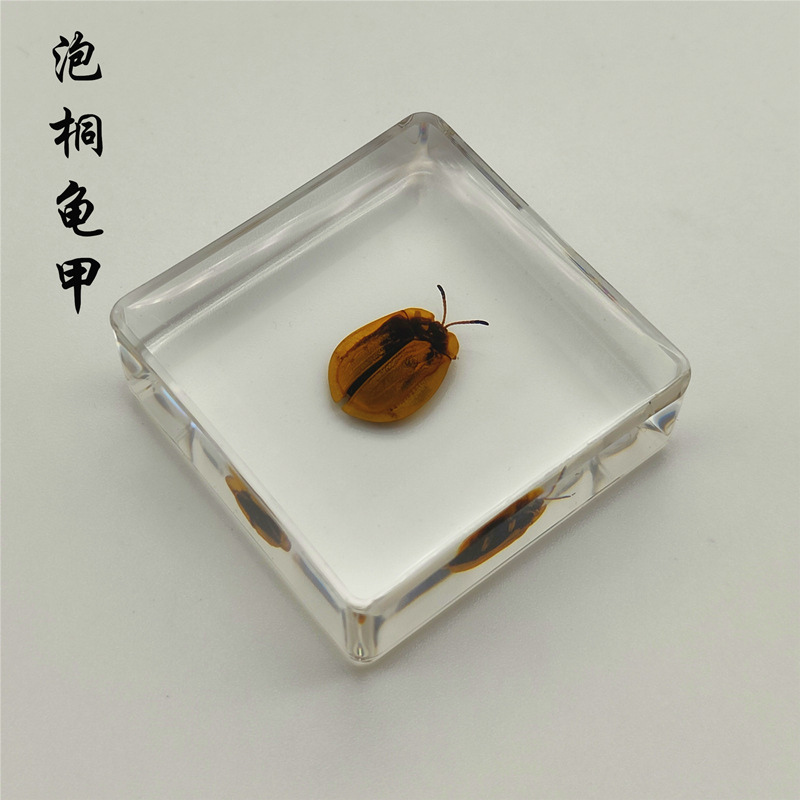 육군 녹색 오동나무 거북이 껍질