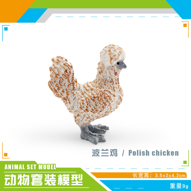 Pl127 - 2937 pollo polaco 9G