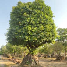 2309���Թ��� ����ʯ ��ʯ���^�� �P����9�׸ߴ��  ���^��ľ