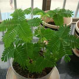 四季含羞草种子种籽小盆栽 植物 室内绿植草籽草种趣味害羞草孑