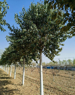 One Piece of Dropshipping for All Year Round Fortune Tree Tall Pole Ligustrum Tree Seedlings Courtyard All Year Round Evergreen Landscape Tree Large Leaf Ligustrum Tree