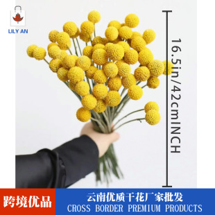 [dried flower golden ball] Yunnan dried flower bouquet ball golden ball dried flower golden mallet flower small bouquet