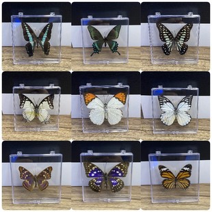 Real Insect Butterfly Specimen Acrylic Boxed Ornaments High Transparency Children's Teaching Popular Science Textbook Home Decoration