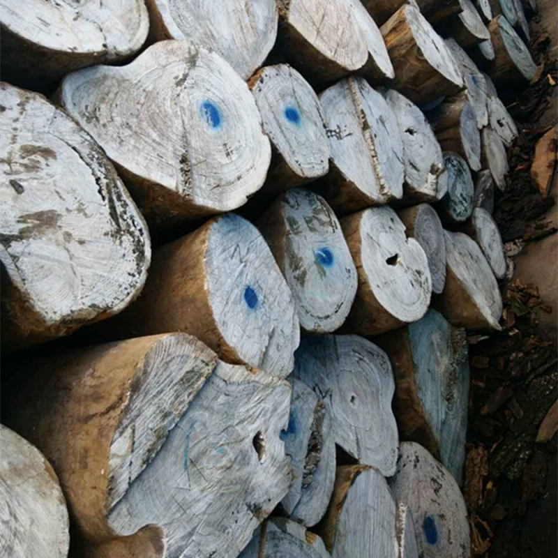 Производство и поставка аргентинского зеленого сандалового дерева Высококачественное аргентинское зеленое сандаловое дерево Заказать консультацию