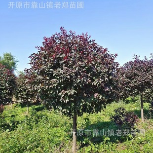 Northeast Red Leaf Plum Pole Ball Purple Leaf Plum 60- 2m Crown Width Landscaping Landscape Tree Red Leaf Plum Hanging Ball Hedge Seedlings