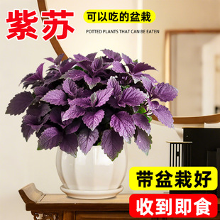 ���K�����Կ�ʳ��ֲ�����r���K�~��ʳ�������_�վGֲ�N���������