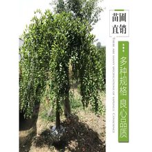 צS𻱇Gڼ޽mϱͥԺNֲľ