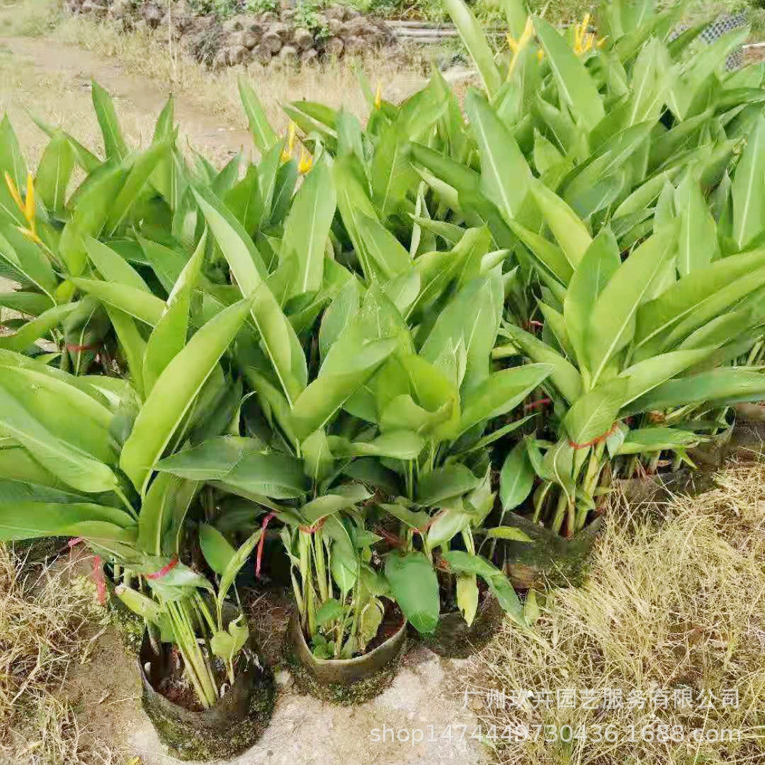 Желтая птица банан почвопокровный рассада листва растение почвопокровный рассада парк пейзаж клумба цветок зеркало зеленое растение