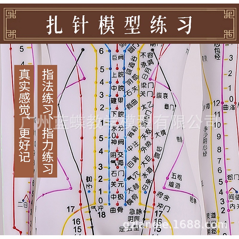 60CM��ɫ���Ѩλ����ģ�;���Ѩλģ��ͼȫ����ҽʮ������СƤ��