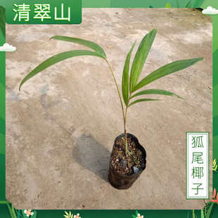 ��βҬ�Ӵ���ͥԺ���ԾG����ľ�ļ������ؙ���ֲ��F�����s�Gֲ
