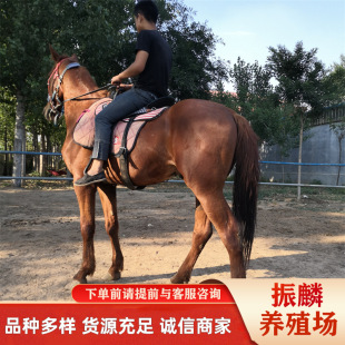 �����������N�۰�������Ѫ�R�Ć� ʲô�rλ �B�R�ɱ�