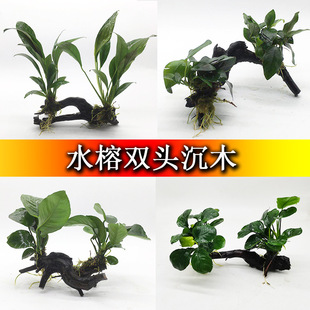 水榕沉木 鱼缸造景活体真水草无需水草泥金钱榕大叶榕丹麦榕-阿里巴巴
