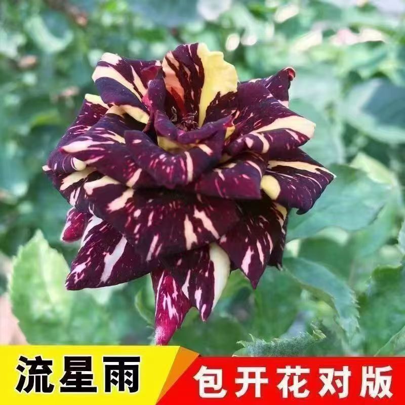 e2d16e44-407c-4fda-a864-13d966b50235.jpe