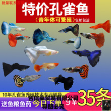 ��ȸ�~С�~�Ꭷ�~ȫ�N�������B�^�p�~С�͵�ˮ���R�~����~