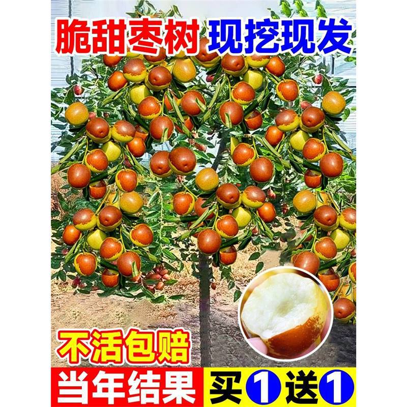枣树活苗嫁接大苗南北方种植当年结果庭院地栽盆栽耐寒果树苗超甜