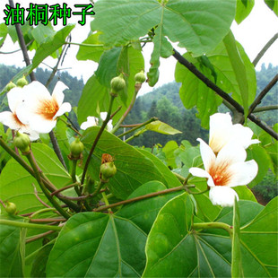 ���̾G����ͩ�N�ӄe����ͩ��N��ͩ�Ә��ֲͩ�ﻨ�ݻ�����ľ�N��