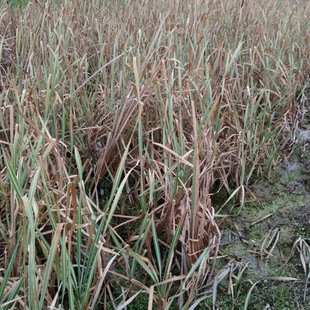 Factory Wholesale Flower and Leaf Cattail Seedlings Nursery Supply Perennial Emergent Plants Wetland Park Greening Florals