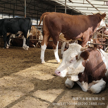 西门塔尔牛小牛犊肉牛犊鲁西黄牛价格肉牛犊活牛黄牛养殖多久出栏