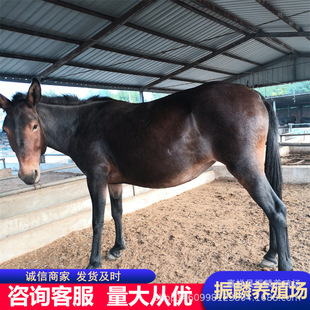 �����H���Bֳ ɽ�|���H���Bֳ������ ���H���Bֳ